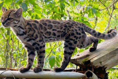 O linie de feline de 1,4 milioane de ani din Bolivia tocmai a primit un nume oficial