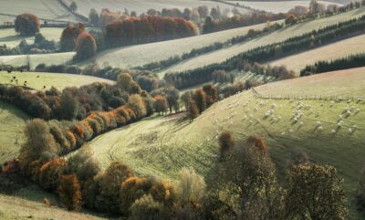 Autumn farmland with grazing sheep in the Cotswolds, Gloucestershire