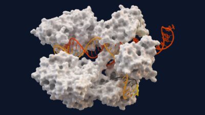 Molecular model of the Cas9 gene-editing enzyme bound to guide RNA and target DNA
