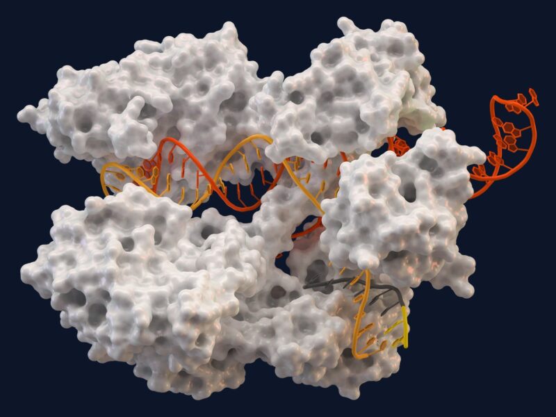 Eine einzige CRISPR-Infusion senkte das LDL-Cholesterin ein Jahr lang um 53 Prozent