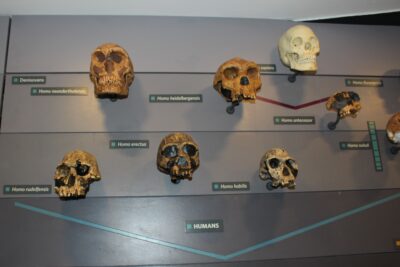 human evolution