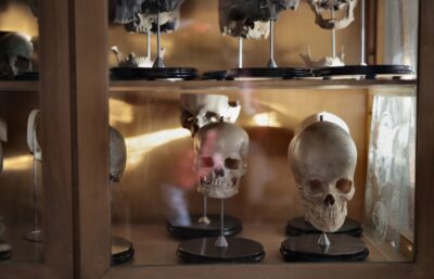 Human skull specimens in a museum anthropological collection