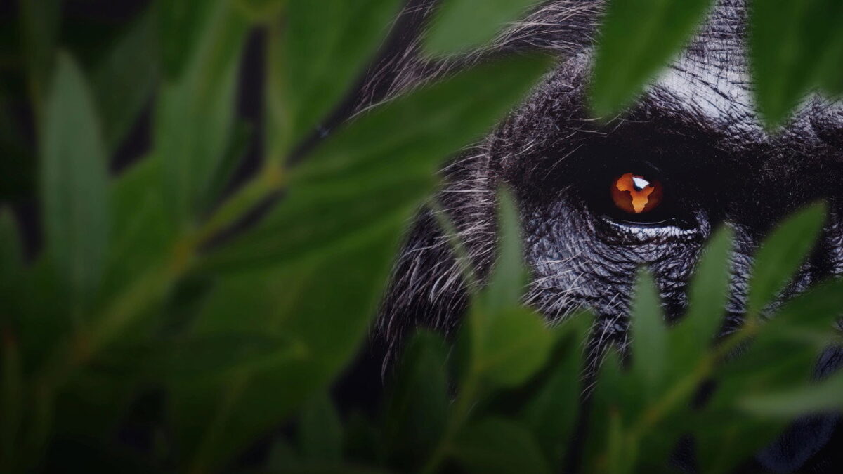 Africa Earth&rsquo;s Wild Home sur Disney+ : Nat Geo filme l&rsquo;Afrique restée hors champ