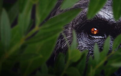 Africa Earth’s Wild Home su Disney+: lupi dorati a caccia di pellicani e l’Africa oltre la savana