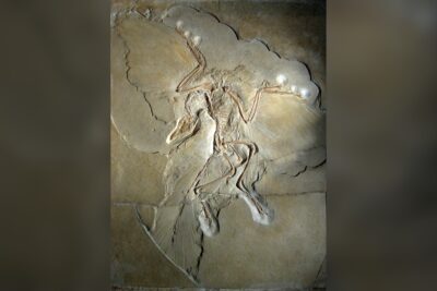 En fågel lika gammal som Archaeopteryx hade redan bytt flygning mot löpning
