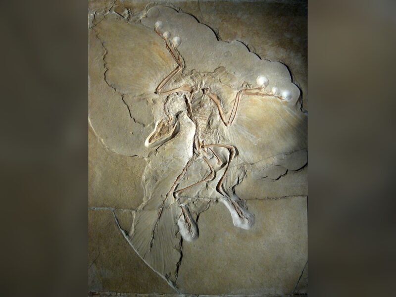 A bird as old as Archaeopteryx had already traded flight for running
