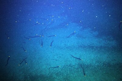 Dozens of dark basketwork eels swimming low over the sandy seafloor of Patience Seamount in a deep-sea camera frame