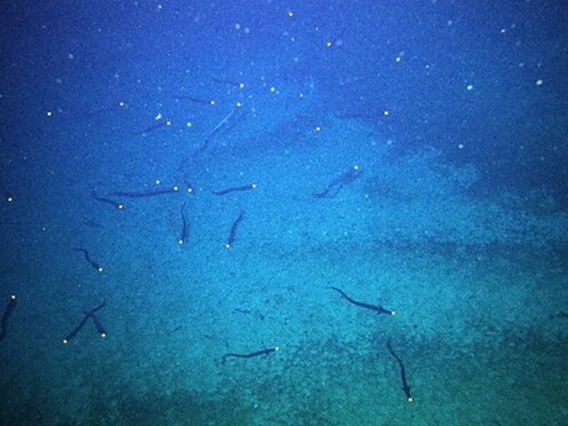 2,8 milhões de enguias do fundo do mar lotam uma montanha submarina na Tasmânia