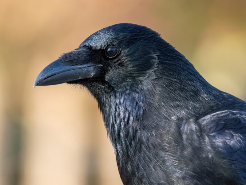 Crows decide in 235 milliseconds, twice as fast as humans and monkeys