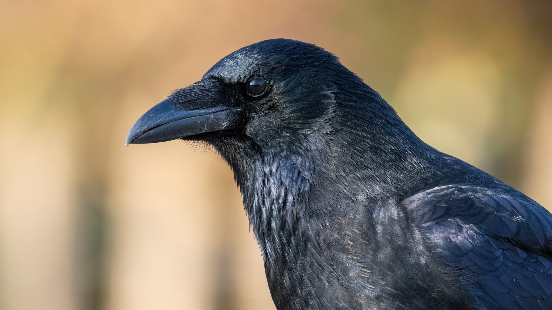 Crows Reach Decisions in 235 Milliseconds, Twice as Fast as Primates