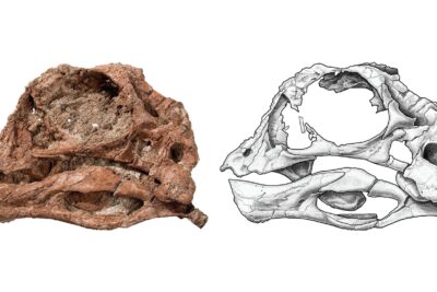 Fossil skull of the small oviraptorosaur dinosaur Infernogallus jamesi beside a scientific drawing of the same skull