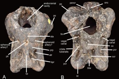 Un tiroir de musée cachait le premier mégaraptor d&rsquo;Europe, un cousin du T. rex taille tigre