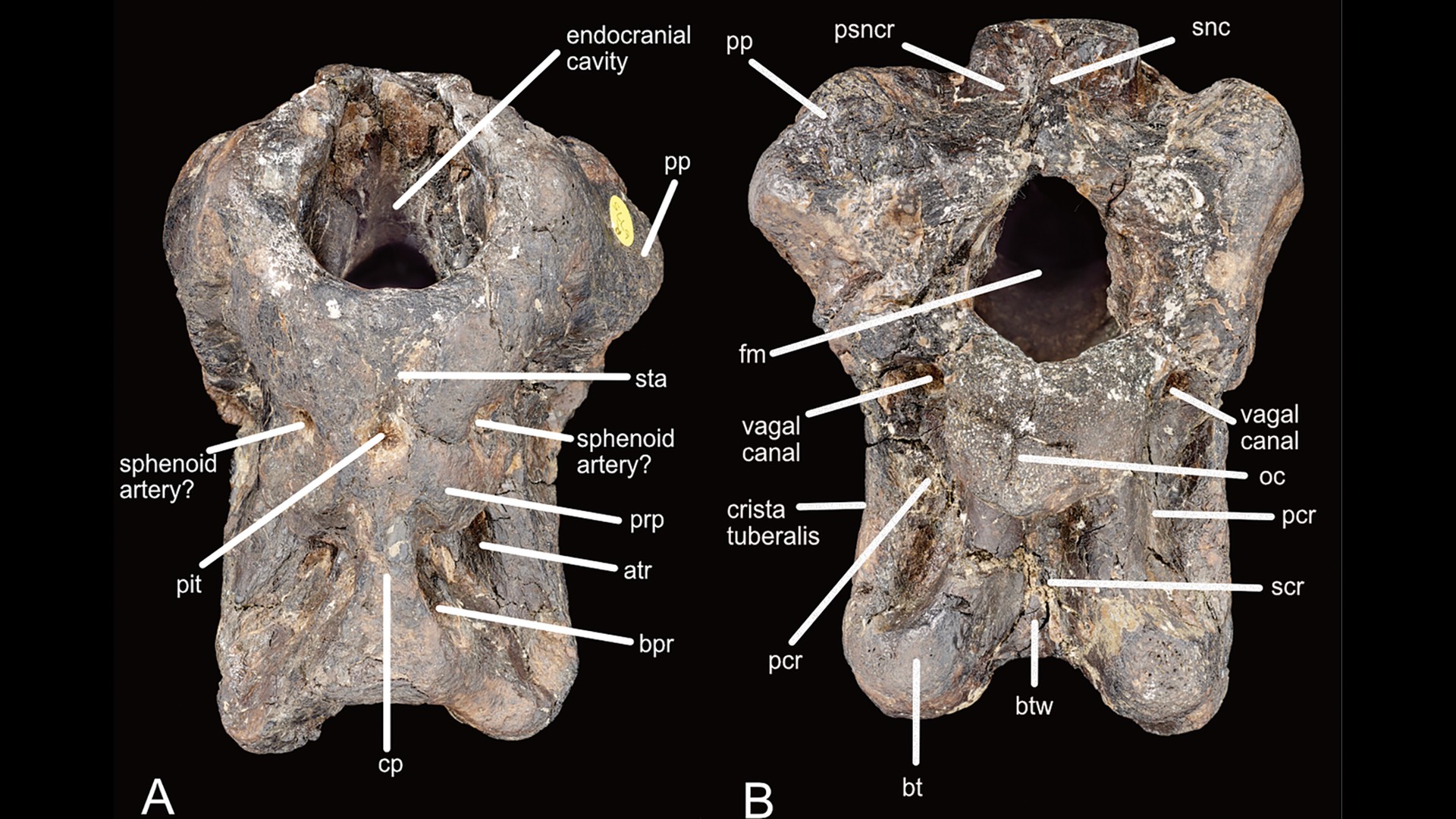 Invictibellatrix amberina holotype braincase
