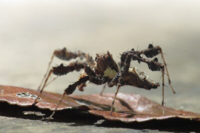 Fringed jumping spider Portia fimbriata standing on a dry leaf, seen from the front with its large eyes