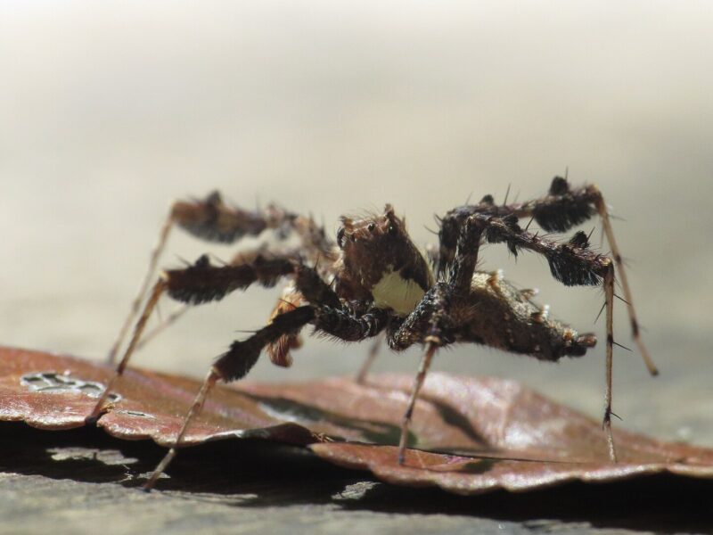 Aranhas-saltadoras privadas de sono passaram 80% mais tempo em sono tipo REM