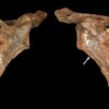 Một ngọn giáo gỗ xuyên ngực có lẽ đã giết một người Neanderthal cách đây 75.000 năm
