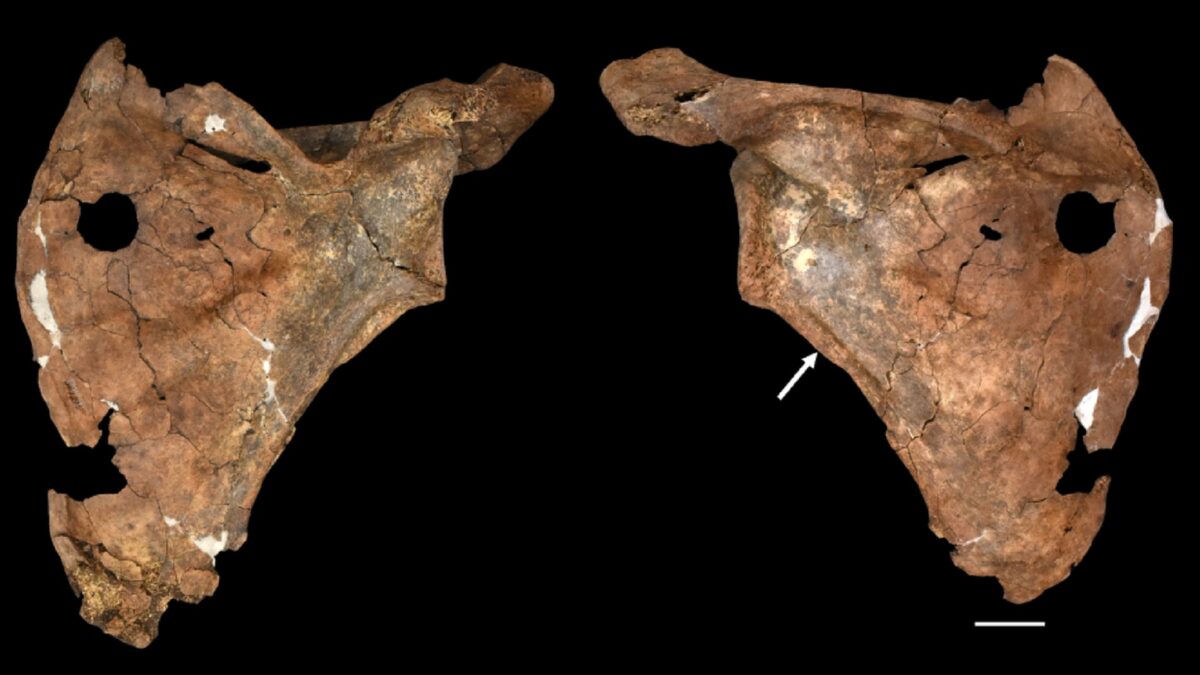 Una lanza de madera mató probablemente a un neandertal hace 75.000 años
