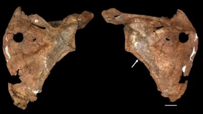 Front and back of a 75,000-year-old Neanderthal shoulder blade from Shanidar Cave with a round hole near its edge