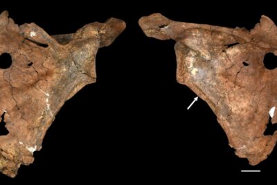 Front and back of a 75,000-year-old Neanderthal shoulder blade from Shanidar Cave with a round hole near its edge
