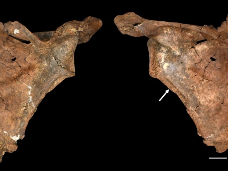 O suliță de lemn a ucis probabil un neanderthalian acum 75.000 de ani