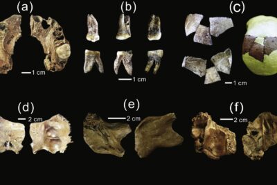 Six panels of fossil skull fragments, teeth and a jawbone from the Xujiayao site in China on a black background