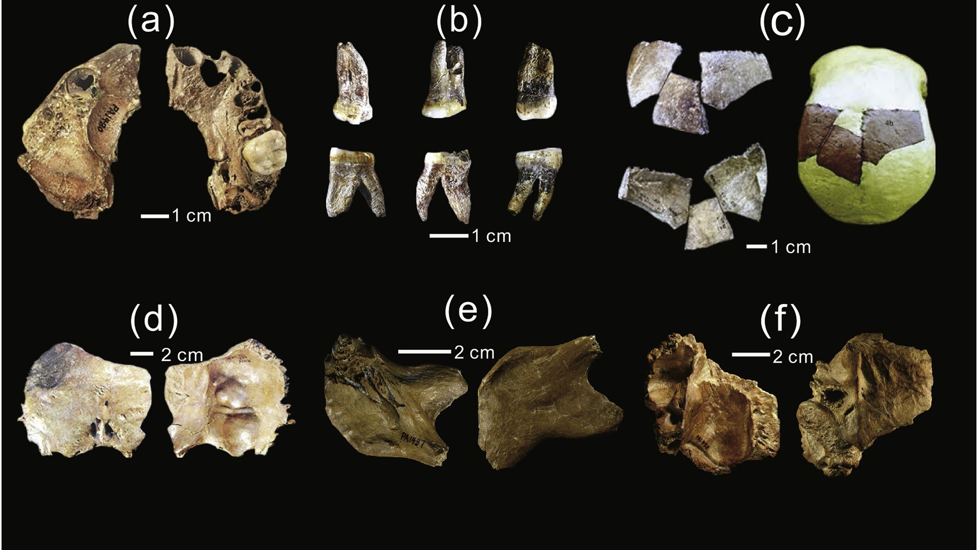 Xujiayao denisovan fossils