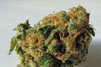 Flores secas de la planta Cannabis sativa. Los tricomas contienen grandes cantidades de tetrahidrocannabinol (THC), cannabidiol (CBD) y otros cannabinoides. Fuente: Wikipedia. Autor: Ryan Bushby