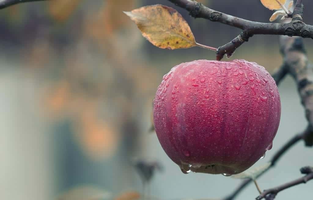 Grupos Feministas Protestan contra Apple y sus Móviles