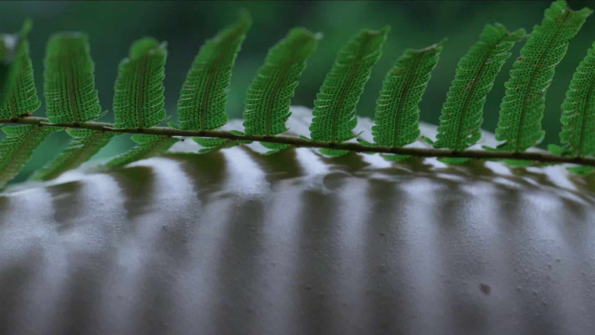 Zheng Bo. "Pteridohpilia 5, 2021. 4K video, sound. 10 mins"