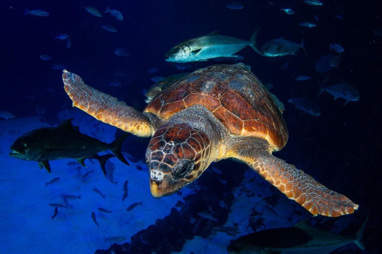 Una tortuga encontrada en estado crítico se recupera en Poema del Mar antes de ser devuelta al mar