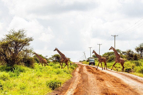 Viajar a Kenia