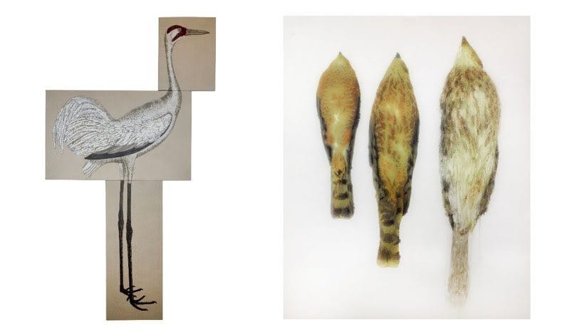 Left: Ida Applebroog, After Wilson (Whooping Crane), 2018. Oil and ultrachrome ink on Belgium portrait linen; 3 panels, plaque. Overall: 191.1 x 106.7 x 2.5 cm. Right: Ida Applebroog, Hawk, 2018. Ultrachrome ink on mylar, 137.2 x 99.1 cm. Photos: Emily Poole © Ida Applebroog. Courtesy Hauser & Wirth