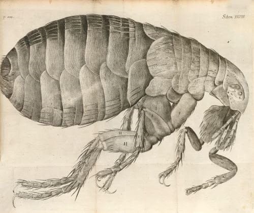 Micrographia: or some Physiological Descriptions of Minute Bodies made by Magnifying Glasses by Robert Hooke (1635-1703). A first edition of Hooke’s most celebrated work and the most influential work in the history of microscopy, it is estimated at $15,000 – 25,000.