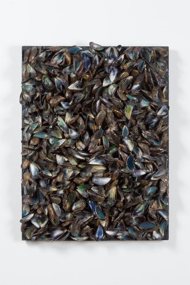 Marcel Broodthaers Surface de Moules