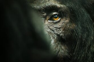 El imperio de los chimpancés documental netflix