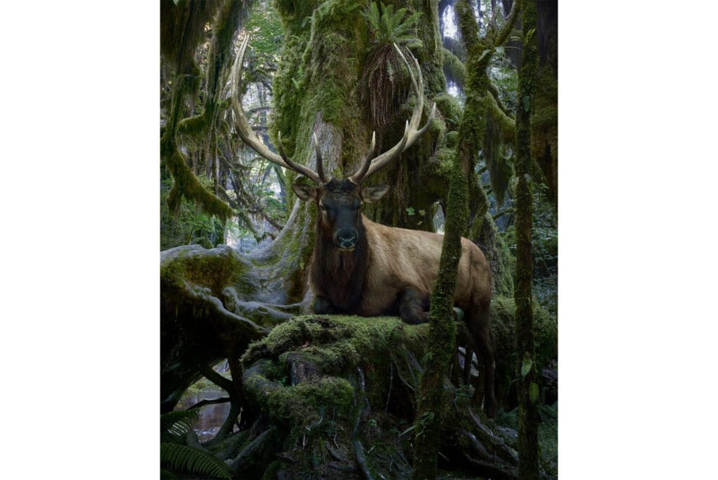 Simen Johan