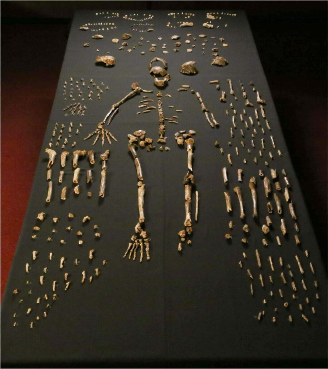 Dinaledi skeletal specimens