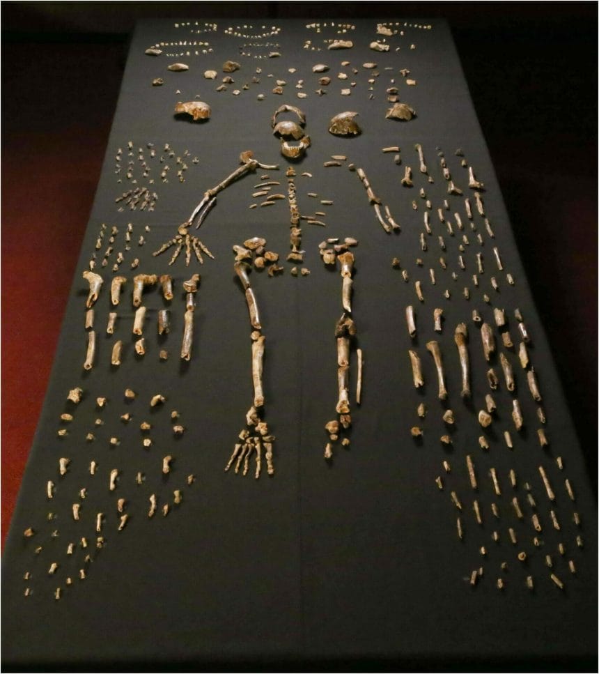 Dinaledi skeletal specimens