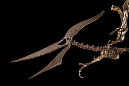 Pteranodon longiceps, Estimate $4 – 6 Million