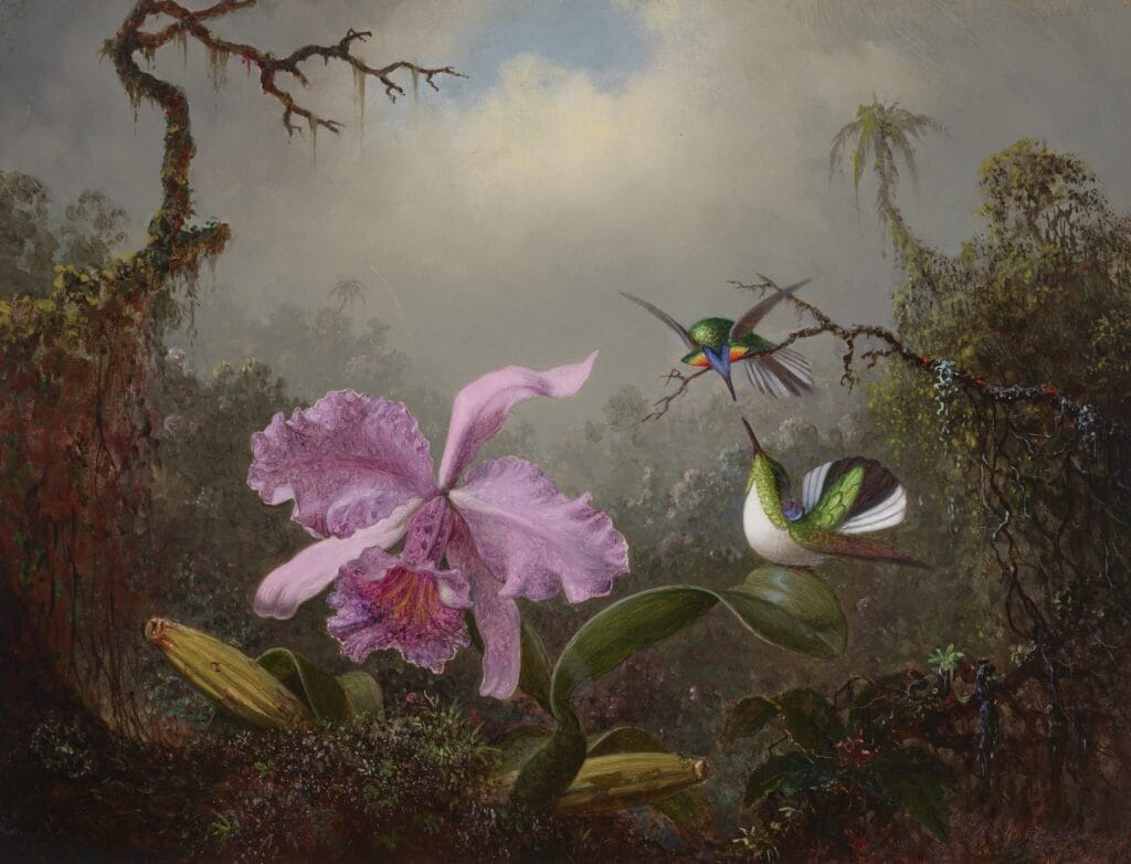 MARTIN JOHNSON HEADE