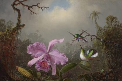 MARTIN JOHNSON HEADE