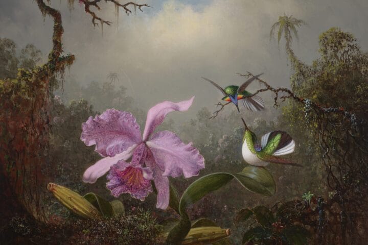 MARTIN JOHNSON HEADE