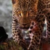 Living with Leopards