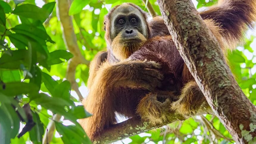 Das geheime Leben der Orang-Utans