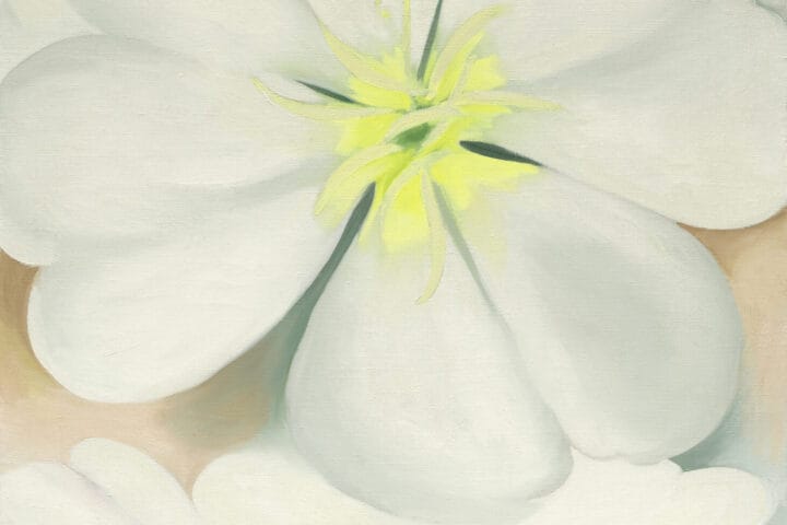 Georgia O’Keeffe White Primrose