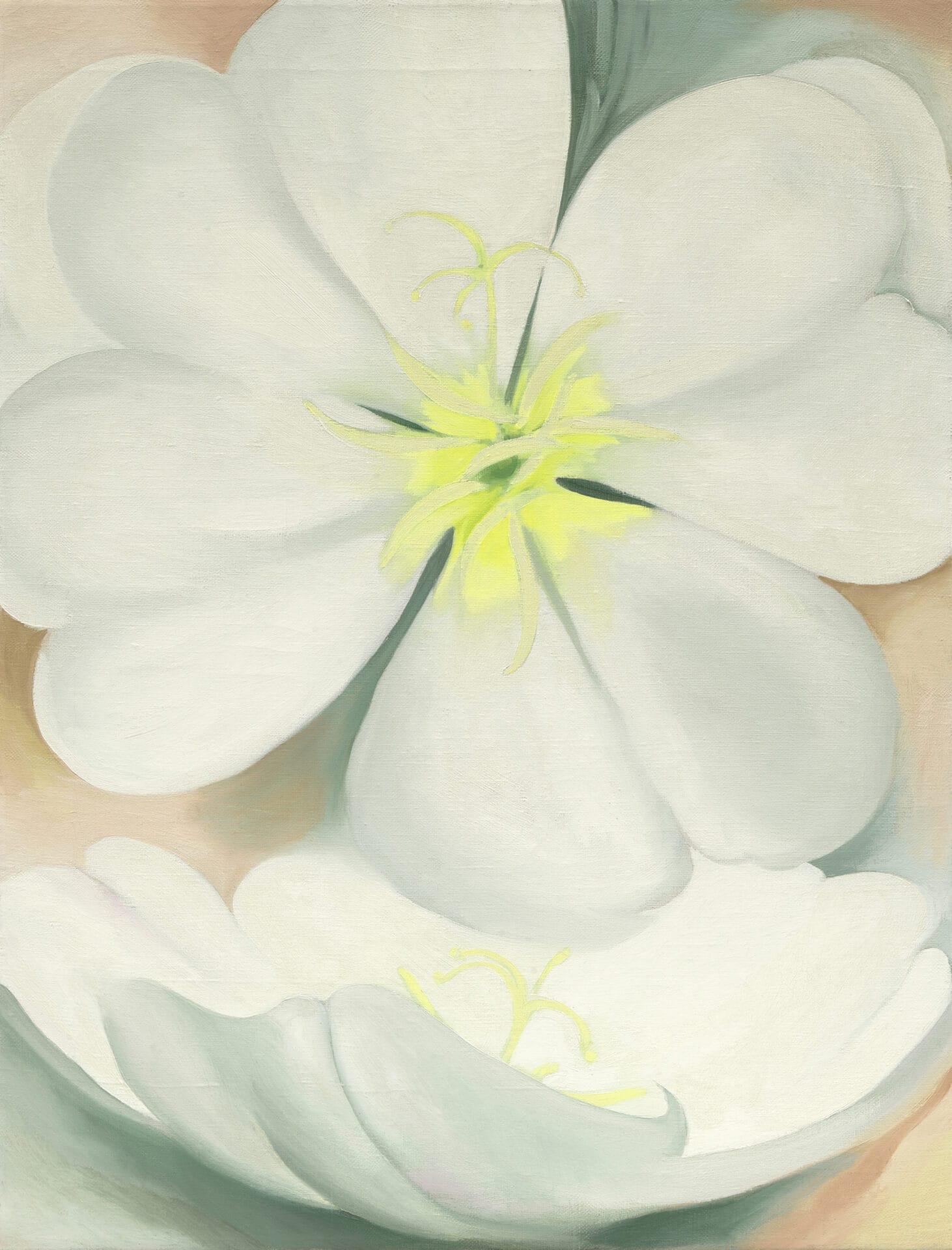 Georgia O’Keeffe White Primrose