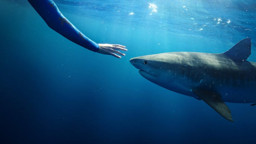 Encantadora de Tubarões - Netflix
