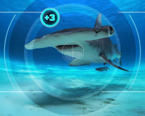 All the Sharks : Trouvez-les tous ! - Netflix