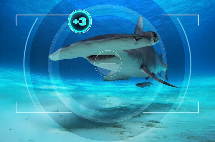 All the Sharks : Trouvez-les tous ! - Netflix