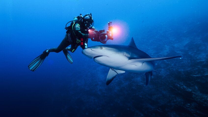 シャーク・クエスト: 世界のサメを激写せよ!